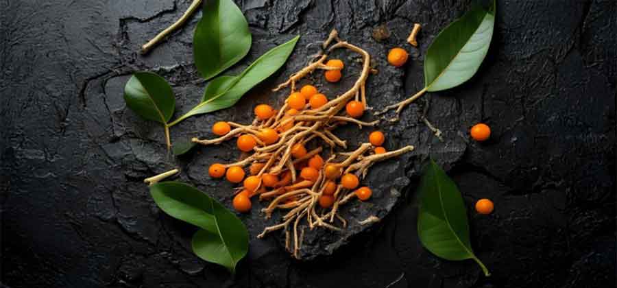 Ashwagandha roots, berries and leaves - the complete plant