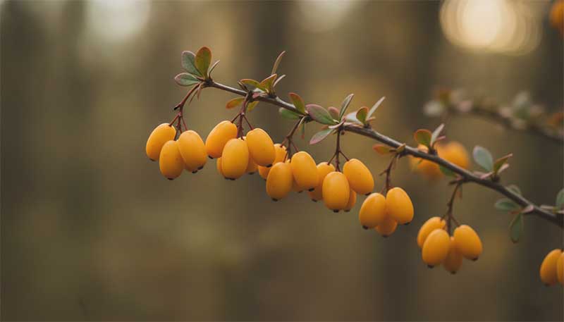 Berberis plant with yellow-orange berries - the natural source of berberine