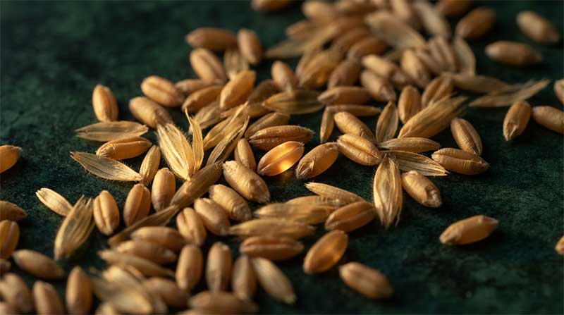 Golden wheat grains representing vitamin B1, thiamine