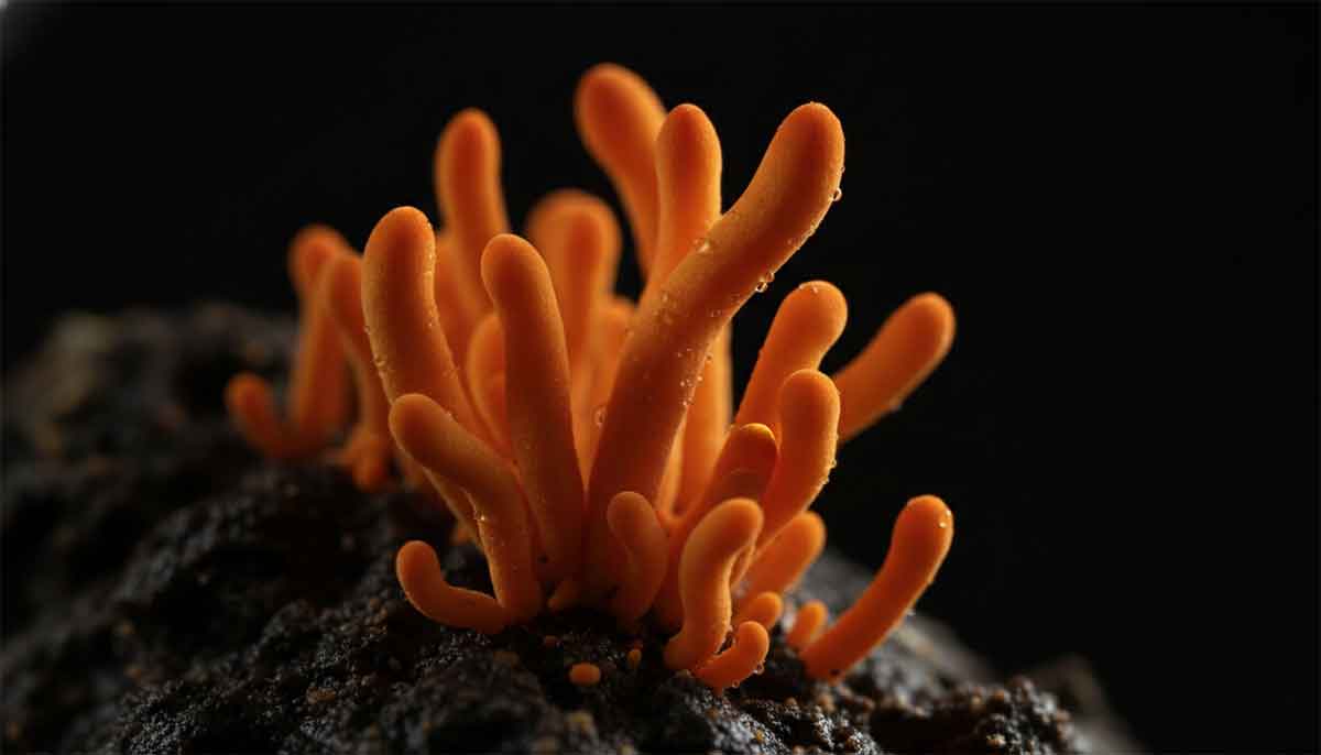 Cordyceps
