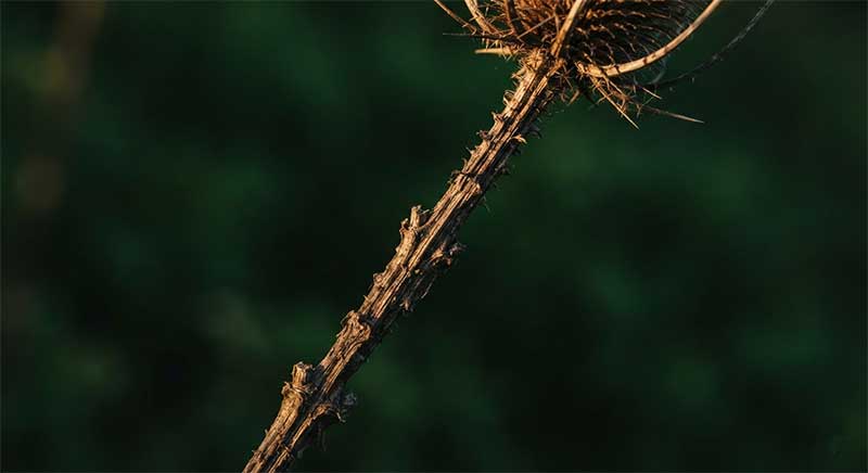 Fadogia Agrestis