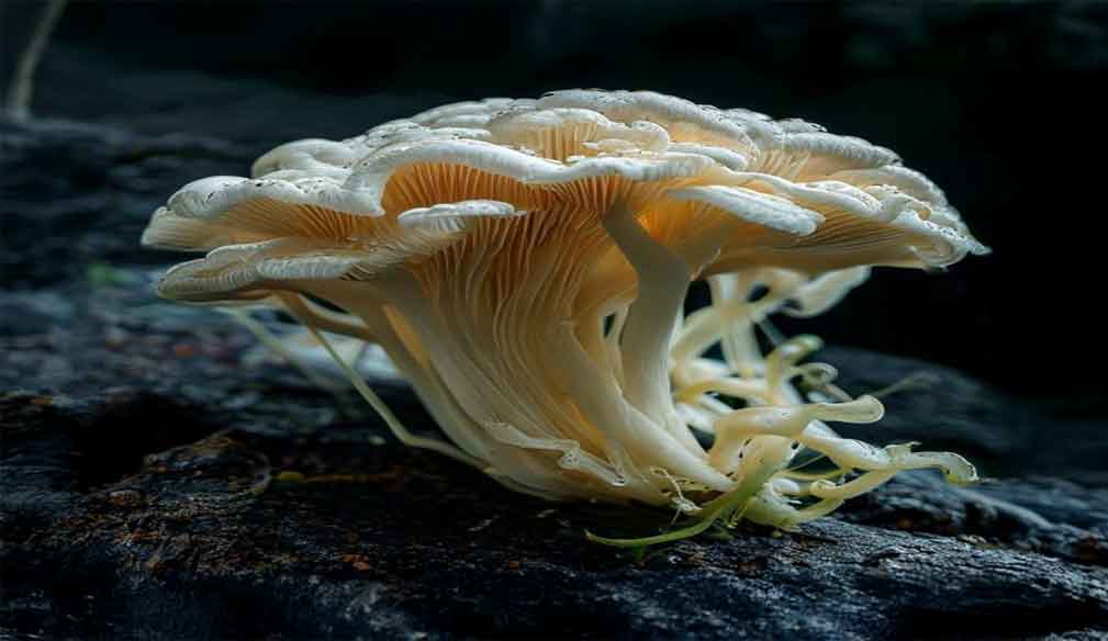 Lion's Mane
