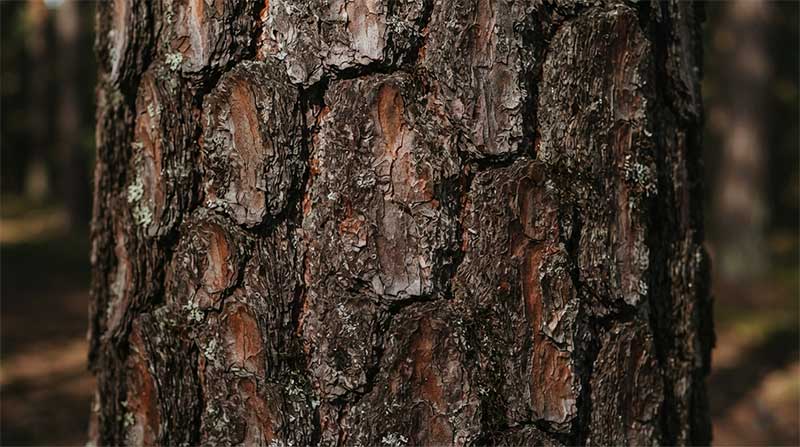 Textured pine tree bark close-up in a forest