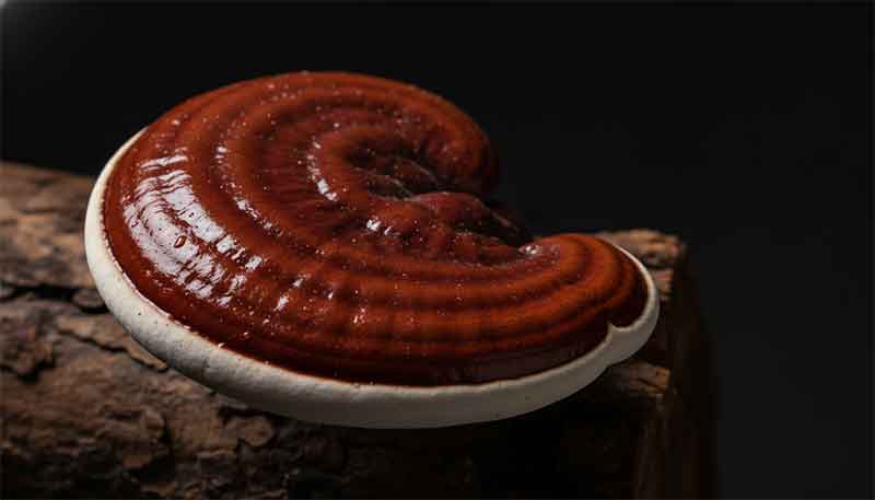 Reishi