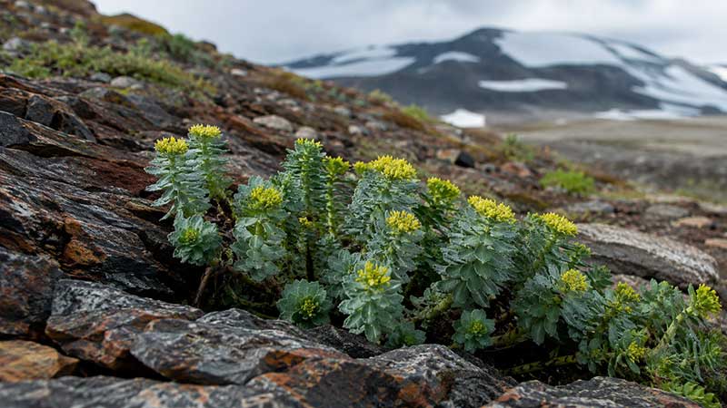 Rhodiola Rosea