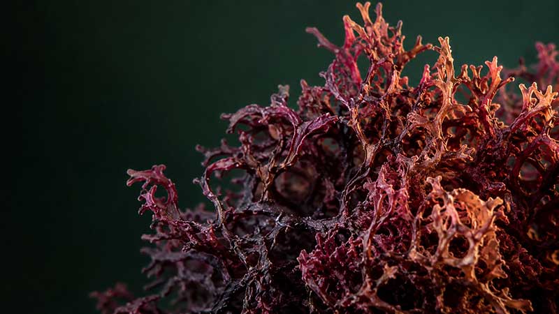 Sea Moss