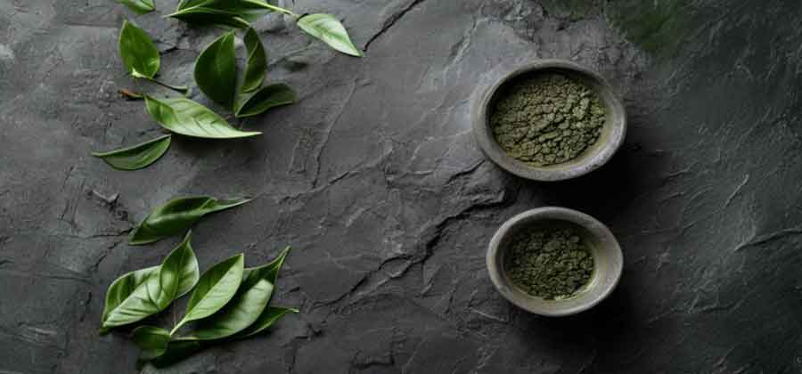 Green tea leaves and matcha - the primary natural source of L-theanine