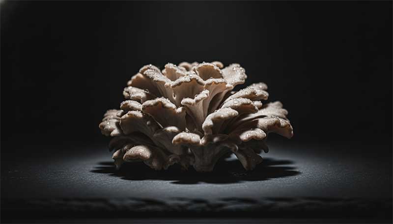 Fresh maitake mushroom fronds close up