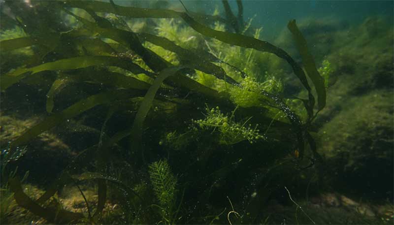 Marine algae, the original source of EPA and DHA